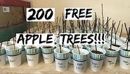 Apples From Start: 200 Free Apple Trees For The Orchard! (Peach Too)