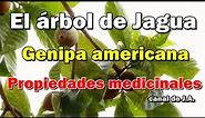 El Árbol de Jagua - Genipa americana - Propiedades medicinales y usos en la cocina