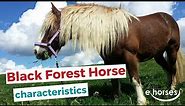 Black Forest Horse | characteristics, origin & disciplines