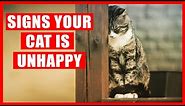 15 Signs Your Cat is Unhappy (NEVER IGNORE)
