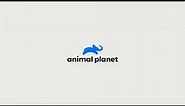 Animal Planet Global Rebrand 2D Animation