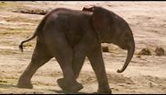 Curious Baby Elephant's First Water Trip | The Long Walk Home | BBC Earth