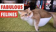 Fabulous Felines | Funny Cat Video Compilation 2017