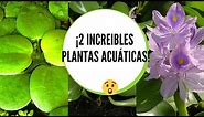 Plantas acuáticas para estanques / Lenteja de agua cuidados / Lirio acuático cuidados en casa