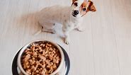 These 6 Pet Food Brands Are Being Recalled Nationwide