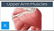 Muscles of the upper arm and shoulder blade - Human Anatomy | Kenhub
