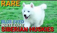 White Siberian Husky Puppies Blue Eyes. Rare Huskies. Blue Eye Husky Puppy. White Siberian Husky