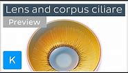 Lens and ciliary body: anatomy, histology and action (preview) | Kenhub