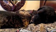 Our Labradoodle and maine coon cat enjoying a licking lovefest.