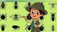 Harmful Insects: Lesson for Kids