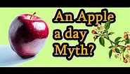 Apple - Health benefits, myths and content. "An apple a day" - Myth?