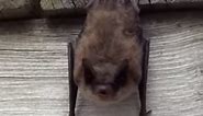 Little Brown Bat stretches and yawns before taking a nap.