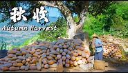 Harvest Delights in Rural Yunnan: A Culinary Feast of Autumn Bounty! 【Dianxixiaoge】