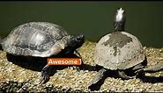 Best Turtle Jokes For Kids That Are Shell-arious