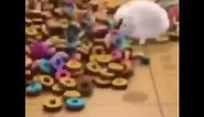 cat dies in froot loops