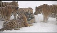 Chubby Siberian Tigers Hunt Electronic Bird of Prey