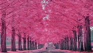 Pink Fower wallpaper for Desktop, Pink Flower Photo