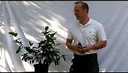 Pruning your Dwarf Citrus Tree