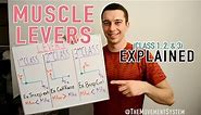 Muscle Levers 1st Class, 2nd Class, 3rd Class Explained