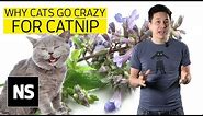 Why do cats go crazy for catnip? I Science with Sam