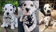 Dalmatian puppies | Funny and Cute dog video compilation in 2022.