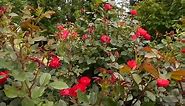 PROVEN WINNERS 2 Gal. Oso Easy Double Red Rose Plant with Deep Red Flowers 16841