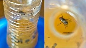 DIY FLY Trap to Get Rid of Flies and Fruit Fly
