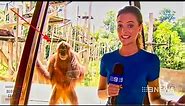 Funniest Animals News Bloopers Of All Time