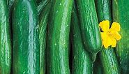 Perseus Hybrid Cucumber  | Gurney's Seed & Nursery Co.