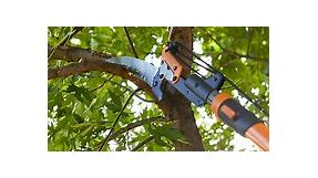 Tree Pruning Tips: From How to Stay Safe to the Best Techniques