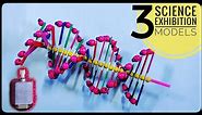 3 Easy DNA MODEL PROJECT Ideas | Science Exhibition Models |
