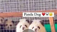 doglovers_in on Instagram: "Panda dog ❤️🐾 . . . . . . . . . . . . . . . . . . . . . . . . . . . . #dogreels #doggo #doggomemes #doggosdoingthings #doglover #dogmemes #doggomemes #dogsofig #dogs #dogoftheday #dogsoverpeople #dogrescue #dogsofinsta #dogcuddles #dogsofinstaworld #dogstagram #doggietheworld #petlover #alldogsgotoheaven #doglife #doggo #dogsdaily #dogs_of_instagram #dog #bestwoof #cutedogsofig #dogadoption #ilovedogs #puppies #adoptdontshop #dogmom #pets#adoptdontshop"