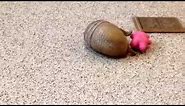 Rollie, a southern three-banded armadillo, playing