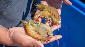Show the Love: Arizona Desert Shrimp