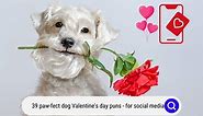 39 Paw-fect Dog Valentine’s Day Puns! (for Social Media) (2024) - Oodle Life