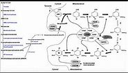 Coenzyme Q | Biosynthesis, Function, & Clinical Implications