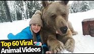 Top 60 Cute and Funny Animal Videos | Top Viral Animal Videos
