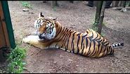 Angry Tiger Growling