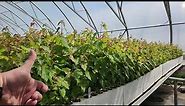 Amur Maple (Acer ginnala) seedlings growing May 18 at TreeTime.ca greenhouses