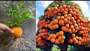 Grow Orange Tree From Orange 100% Work