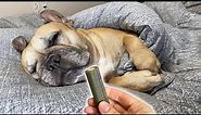 Will My Sleeping Dog Wake Up For A Treat?? **BEST REACTIONS EVER