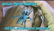 Antilles Pinktoe Tarantula Care, Enclosure Setup, And Feeding!