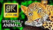 BEAUTIFUL ANIMALS: The Stunning Spectacle of Animals 8K VIDEO ULTRA HD #8K