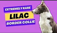 Lilac Border Collie: The Exotic Coat Color Revealed!