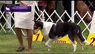 Collie (Smooth) | Breed Judging 2021