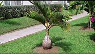 Dwarf Palm Trees