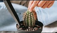 HOW TO REPOT A CACTUS LIKE A PRO? | CHOOSING A RIGHT POT