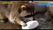 Raccoon eats cotton candy in the end!