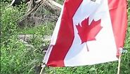 Adorable Beaver Celebrates Canada Day!