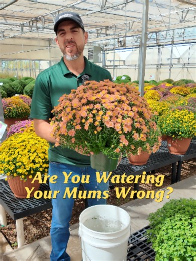 Are you watering your mums the wrong way? 🌼💦 You've probably seen the viral bucket dunking method, but is it really necessary? Michael explains why keeping your mum's blooms dry matters and shares a much easier way to water them! #smithsgardentown #mumcare #gardeningtips #fallgardening #plantcare